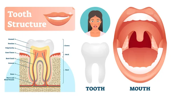 Ilustración de vectores de estructura dental. Esquema de dientes médicos sanos etiquetados . — Vector de stock