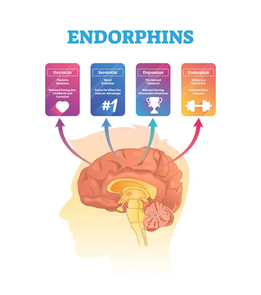 Endorphins vector illustration. Isolated hormones scheme with human brain. — Stock Vector