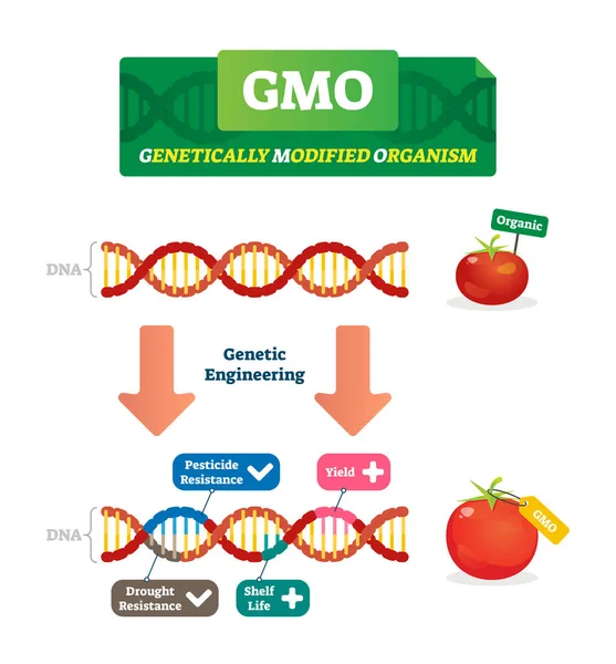 Illustrazione vettoriale degli OGM. Regime per le piante agricole biologiche e modificate . — Vettoriale Stock