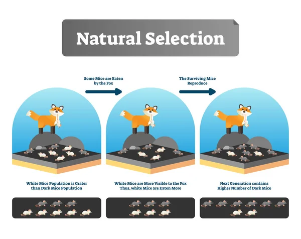 Natuurlijke selectie vectorillustratie. Uitgelegd regeling met de evolutie van het leven — Stockvector