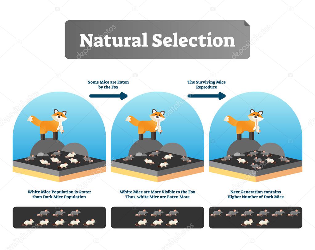 Natural selection vector illustration. Explained scheme with life evolution