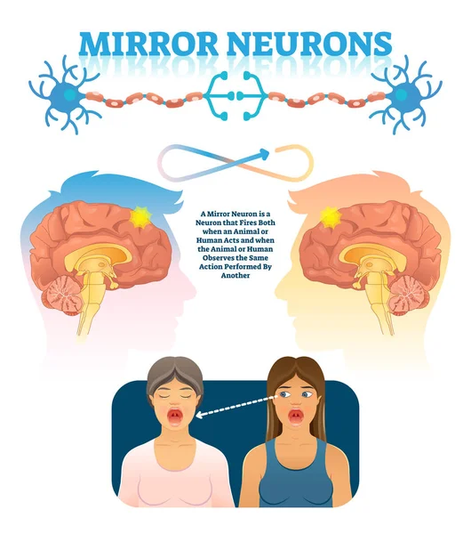 Zrcadlové neurony vektorové ilustrace. Zdravotní mozku akce vysvětlení schéma — Stockový vektor