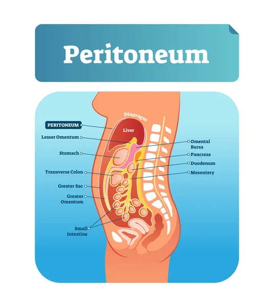 Ilustración vectorial del peritoneo. Esquema de ubicación de membrana médica etiquetada . — Vector de stock