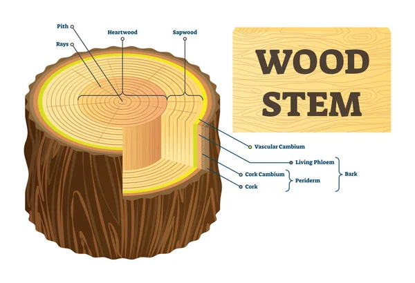 Houten stam vectorillustratie. Educatieve gelabelde boomstructuur ringen. — Stockvector