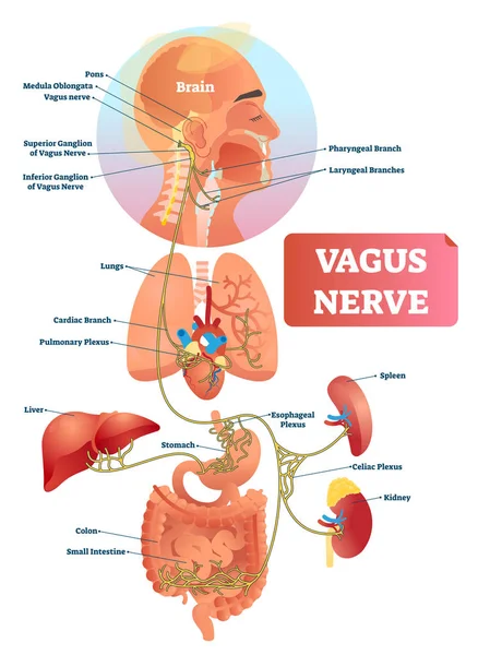 Vagus siniri vektör çizim. Etiketli anatomik yapısı ve konumu. — Stok Vektör