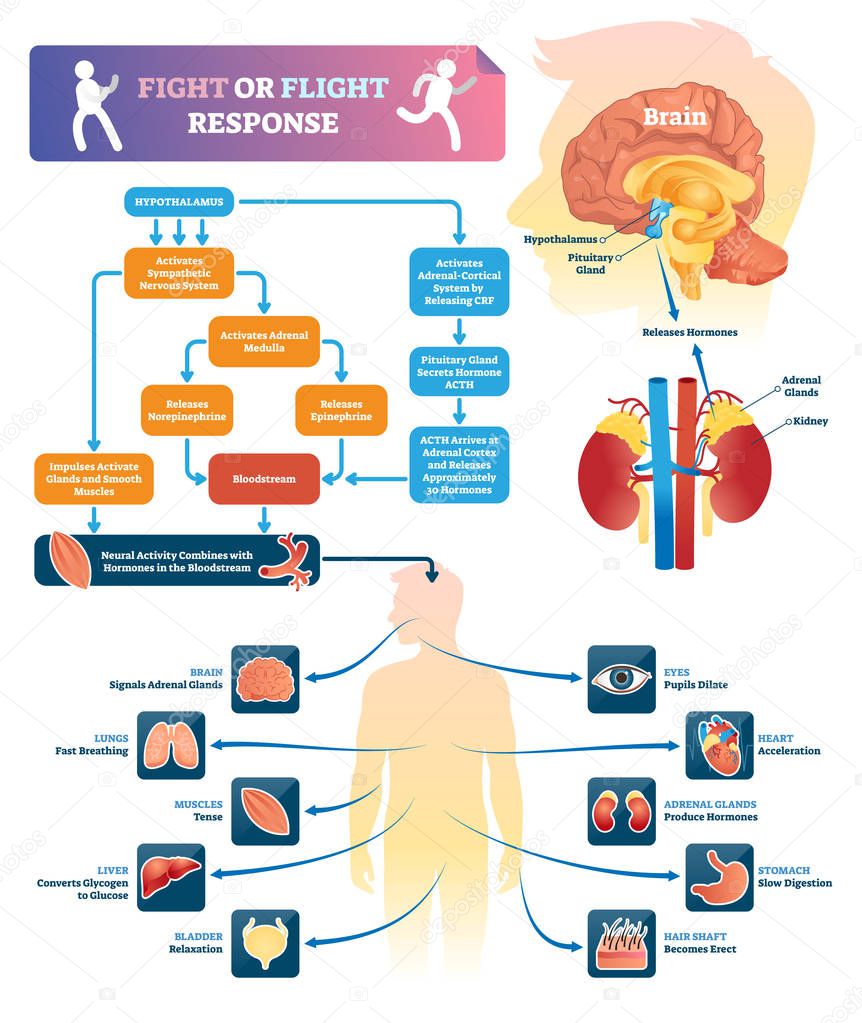 Fight or flight response vector illustration. Labeled organ response scheme