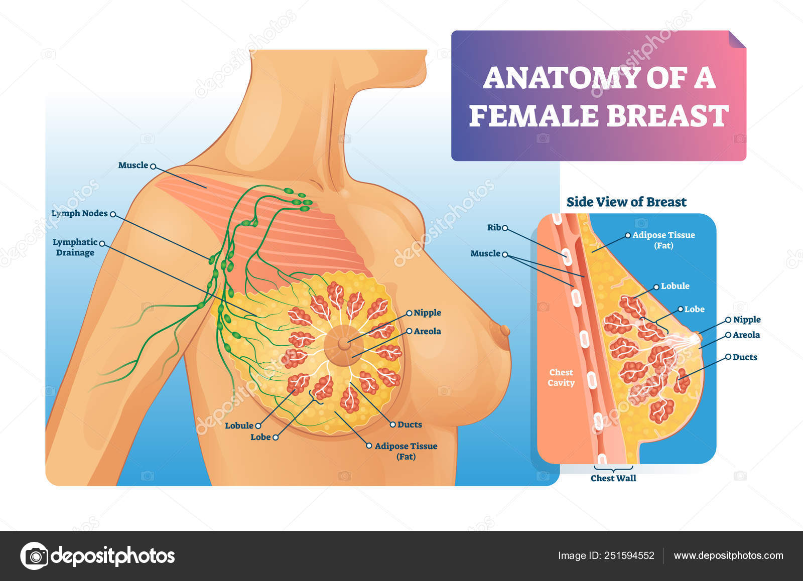 Human breast anatomy diagram. Vector flat medical illustration. Side view  section chart with text isolated on white background. Internal organ, fat,  muscle, ribs. Design for healthcare, science. Stock Vector