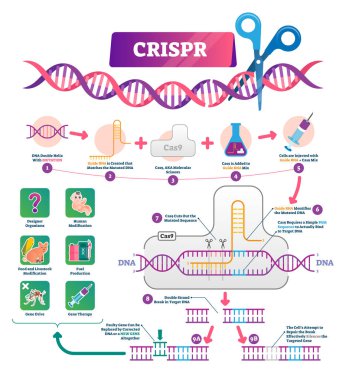 Crispr vektör Illustration. Etiketli kümelenmiş düzenli olarak palindromik tekrarlar