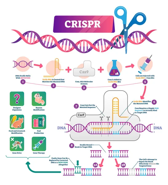 Illustrazione vettoriale CRISPR. Ripetizioni palindromiche regolarmente etichettate — Vettoriale Stock