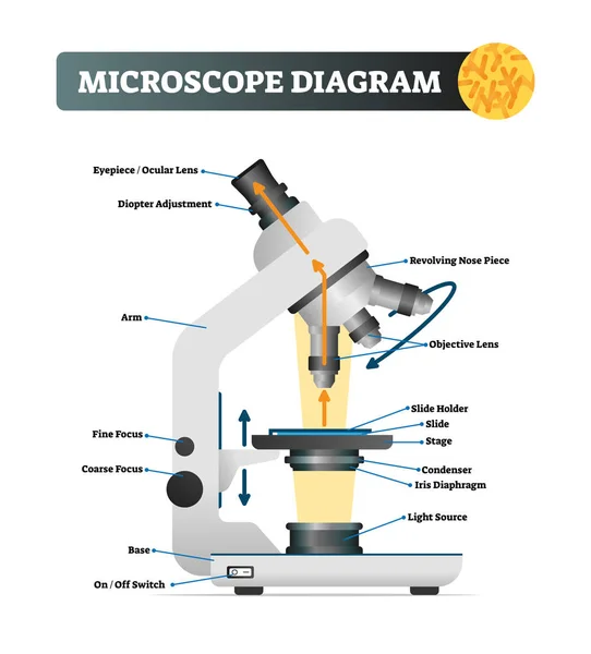 Ilustración del vector del diagrama del microscopio. Estructura del instrumento zoom etiquetado . — Archivo Imágenes Vectoriales