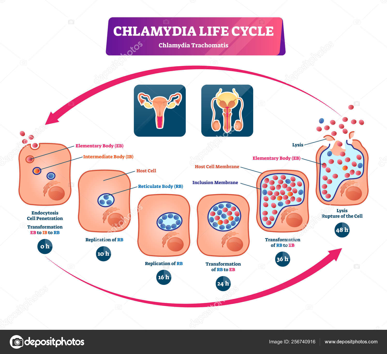 Ilustración del vector del ciclo de vida de la clamidia. Desarrollo de ...