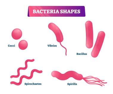 Bacteria shapes vector illustration. Educational micro cells collection set clipart