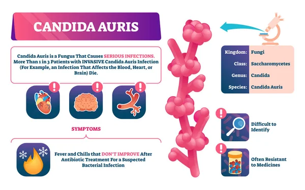 Ilustración vectorial de Candida auris. Explicación de infección por hongos biológicos . — Vector de stock