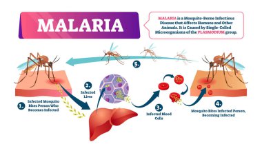 Malaria vector illustration. Mosquito bite blood infected disease clipart