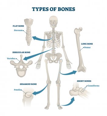 Kemik vektör Illustration türleri. Etiketli anatomik iskelet seti şeması.