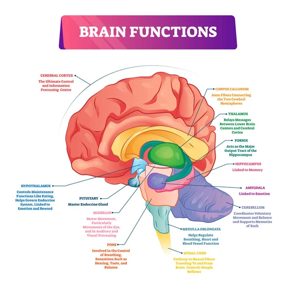 Funciones cerebrales vector ilustración. Esquema de partes de órganos explicación etiquetada — Archivo Imágenes Vectoriales