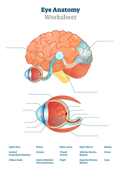 Hoja de trabajo en blanco de anatomía ocular, ilustraciones de prueba imprimibles — Vector de stock