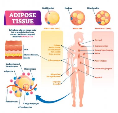 Adipose tissue vector illustration. Labeled medical body fat explain scheme clipart