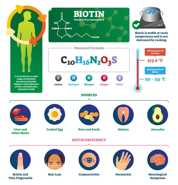 ภาพเวกเตอร์ไบโอติน การเผาผลาญอาหารที่มีป้ายกํากับ โครงการ infographics วิตามิน . — ภาพเวกเตอร์สต็อก