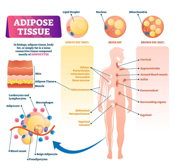 Ilustración del vector de tejido adiposo. etiquetado médico cuerpo grasa explicar esquema — Vector de stock