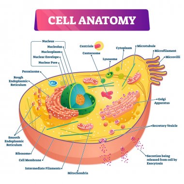 Hücre anatomisi vektör illüstrasyon. Etiketli eğitim yapısı diyagramı.