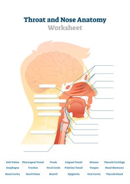 Boğaz ve burun anatomisi vektör illüstrasyon. Boş ağız yapısı şeması.