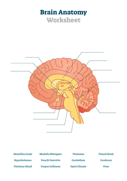 Illustration vectorielle de l'anatomie cérébrale. Structure anatomique de l'organe de tête vide . — Image vectorielle