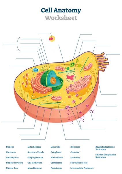 Anatomia komórek arkusza ilustracji wektorowych. Koncepcja systemu zadań edukacyjnych — Wektor stockowy