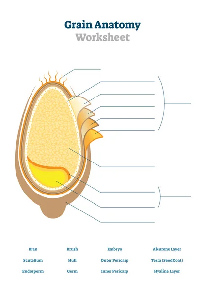 Graan anatomie werkblad vector illustratie. Lege zaad diagramsjabloon. — Stockvector