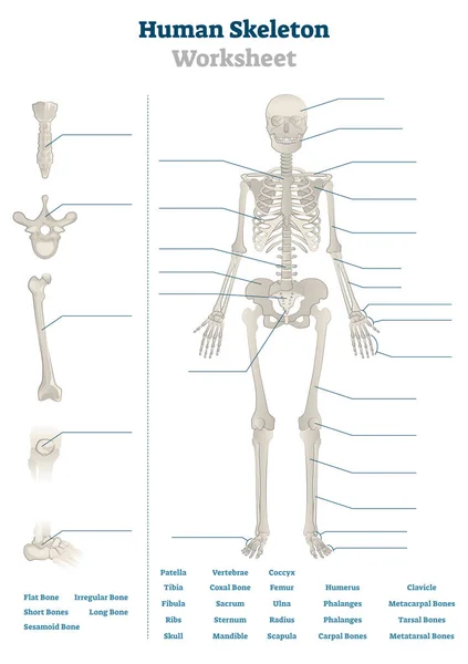 Human skeleton worksheet vector illustration. Blank educational bone scheme — Stock Illustration Human skeleton worksheet vector illustration. Blank educational bone scheme Stock Illustration