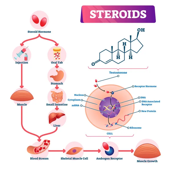 Ilustración de vectores de esteroides. Esquema de explicación de la hormona de fuerza etiquetado . — Archivo Imágenes Vectoriales