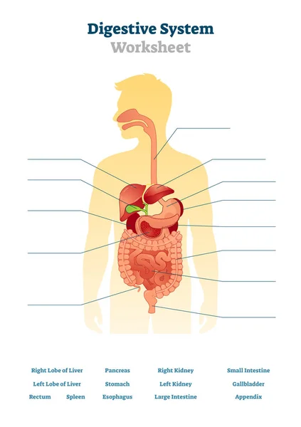 Digestive system worksheet vector illustration. Blank inner organs scheme. — Stock Illustration Digestive system worksheet vector illustration. Blank inner organs scheme. Vector Graphics
