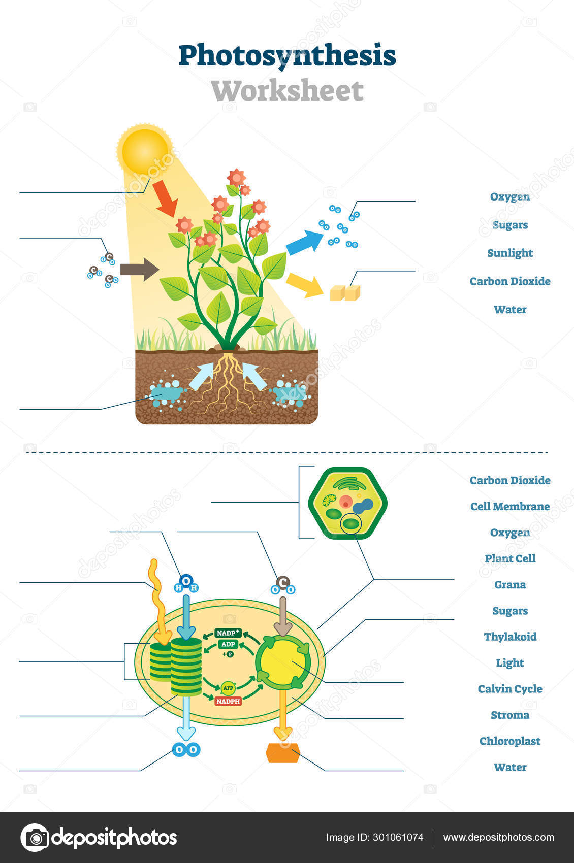 Photosynthesis worksheet vector illustration. Blank oxygen process Within Photosynthesis Worksheet High School