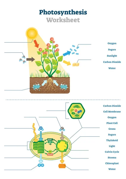 Ilustración vectorial de hoja de trabajo de fotosíntesis. Plantilla de proceso de oxígeno en blanco — Archivo Imágenes Vectoriales