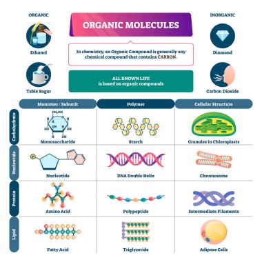 Organic molecules vector illustration. Labeled chemical educational scheme. clipart