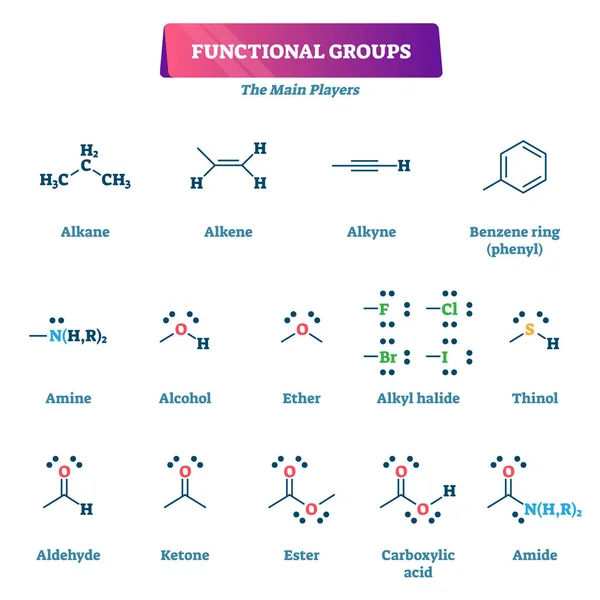 Functional groups vector illustration. Chemical reactions explanation list. — Stock Vector