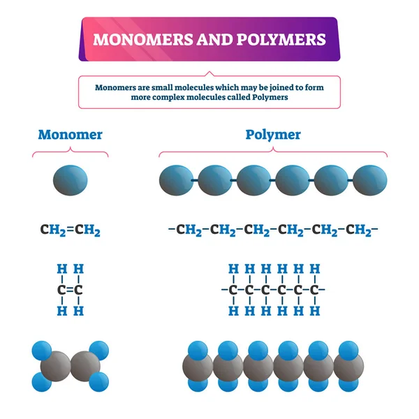 Monomer or polymer vector illustration. Labeled chemical educational scheme — Stock Vector