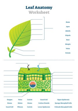 Leaf anatomy worksheet vector illustration. Labeled blank biology closeup. clipart