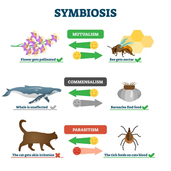 ภาพเวกเตอร์ Symbiosis ติดป้ายอาศัยอยู่ด้วยกัน โครงการการศึกษา . — ภาพเวกเตอร์สต็อก