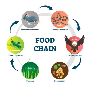 Food chain vector illustration. Labeled nature eating model circle scheme. clipart