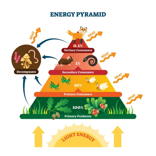 Energy pyramid vector illustration. Labeled biomass representation graphic. — Stock Vector