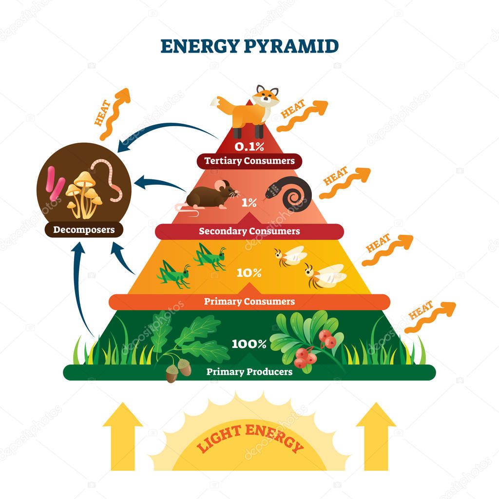 Energy pyramid vector illustration. Labeled biomass representation graphic.