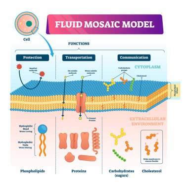 Fluid mosaic model vector illustration. Cell membrane structure infographic clipart