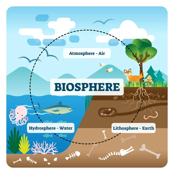 Biosfeer vector illustratie. Alle natuurlijke ecosystemen geëtiketteerd met wilde dieren — Stockvector