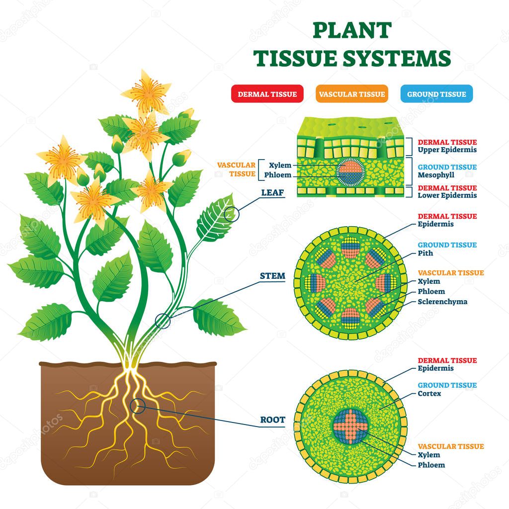 Plant Tissue Systems vector illustration. Labeled biology structure scheme.