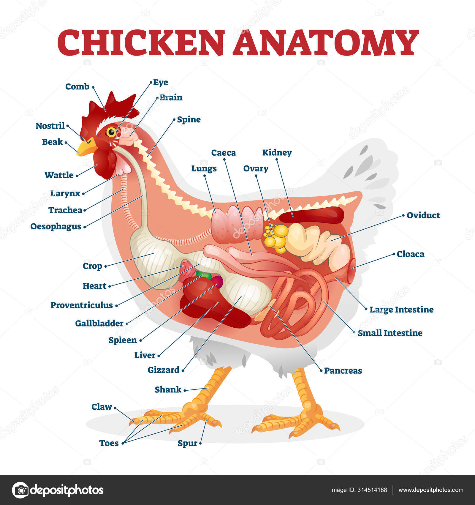 Части куры названия. Строение курицы внутренние органы. Внутреннее строение курицы. Пищеварительная система курицы схема. Анатомия курицы несушки.