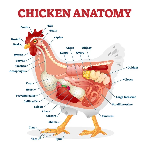 Chicken anatomy vector illustration. Labeled biological inner organs scheme Stock Illustration
