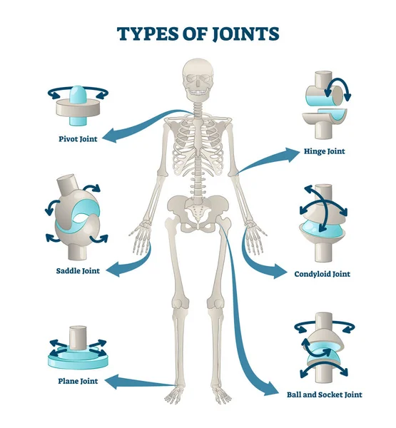 Soorten gewrichten vector illustratie. Schema van gelabelde skeletverbindingen. — Stockvector