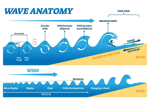 Illustration vectorielle de l'anatomie des vagues. Mouvement de l'eau schéma d'explication physique — Image vectorielle