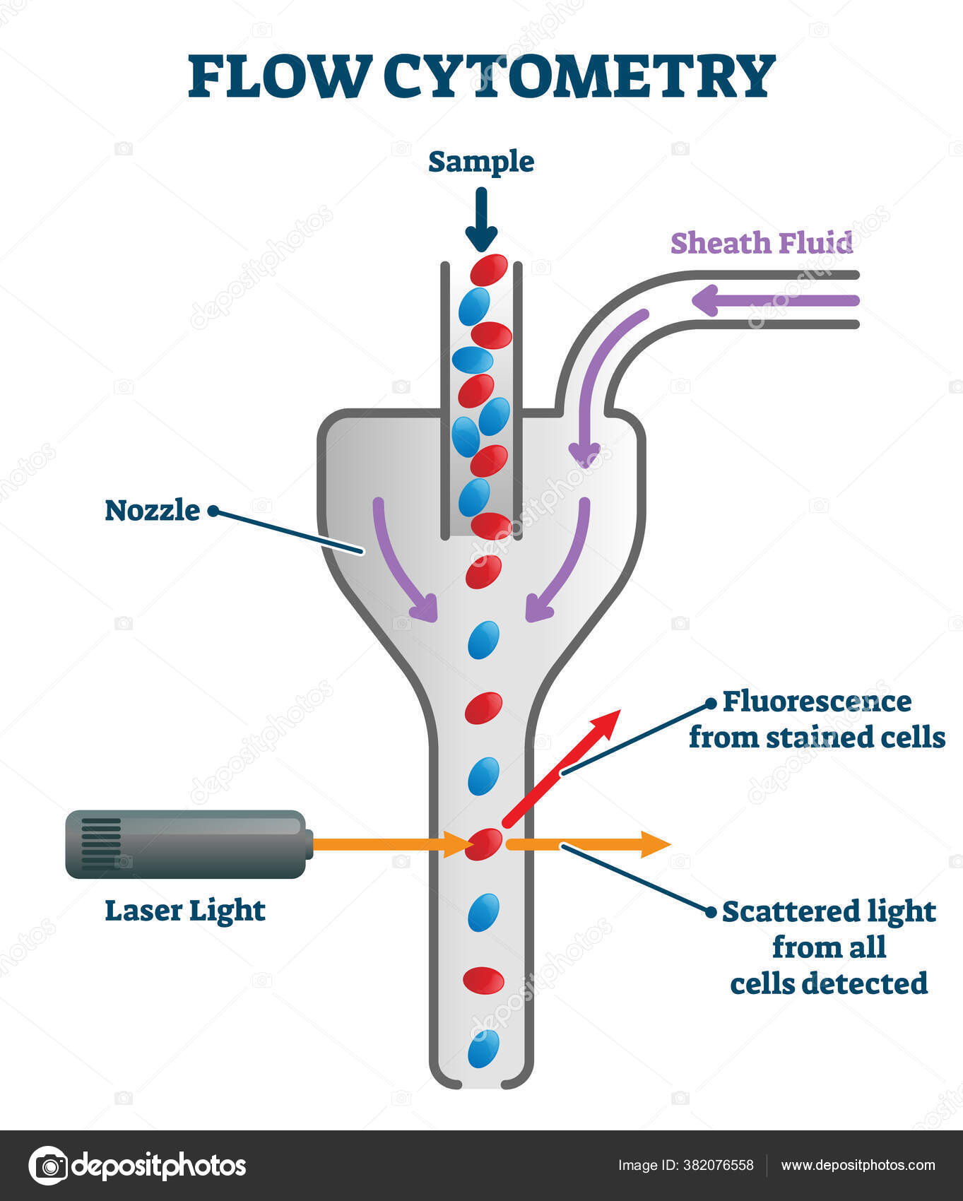 Flow cytometry vector illustration. Labeled measurement instrument ...